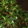 Бонсай Кармона с S-образным стволом 30 см фото 5 &mdash; Luxury Plants