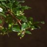 Бонсай Кармона с S-образным стволом 30 см фото 2 &mdash; Luxury Plants