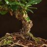 Бонсай Кармона с S-образным стволом 30 см фото 3 &mdash; Luxury Plants