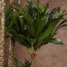 Драцена Компакта многоствольная 180/40 фото 6 &mdash; Luxury Plants