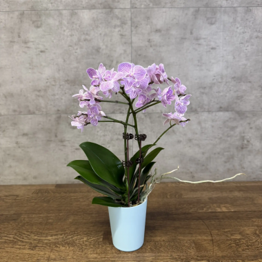 Орхидея Фаленопсис Биг Лип Lady Mackbeth D9 &mdash; Luxury Plants