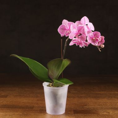 Орхидея Фаленопсис Биг Лип Lady Mackbeth D9 &mdash; Luxury Plants