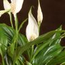 Спатифиллум Шопен 25/9 фото 4 &mdash; Luxury Plants