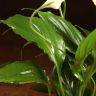 Спатифиллум Шопен 25/9 фото 5 &mdash; Luxury Plants