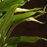 Спатифиллум Шопен 25/9 фото 3 &mdash; Luxury Plants