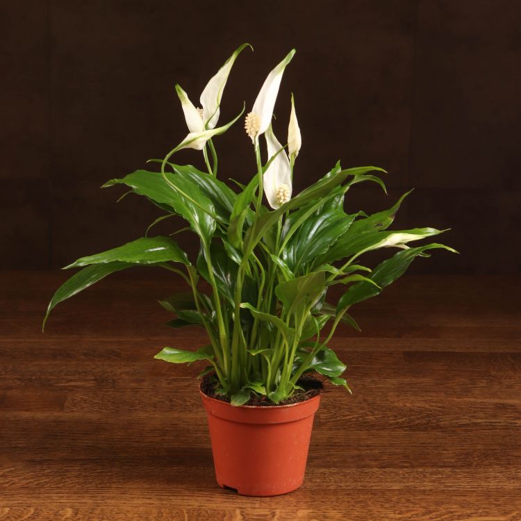 Спатифиллум Шопен 25/9 фото 1 &mdash; Luxury Plants