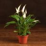 Спатифиллум Шопен 25/9 фото 1 &mdash; Luxury Plants