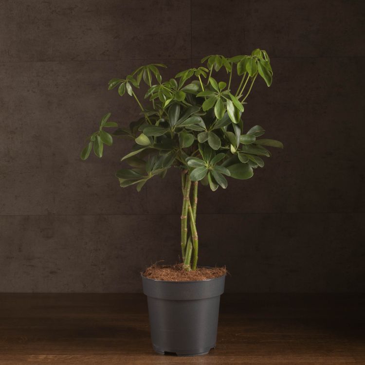 Шеффлера 55/17 фото 1 &mdash; Luxury Plants