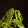 Шеффлера 55/17 фото 5 &mdash; Luxury Plants