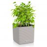 Фикус Бенджамина Кинки в кашпо Lechuza Cube Color 14 фото 2 &mdash; Luxury Plants