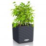 Фикус Бенджамина Кинки в кашпо Lechuza Cube Color 14 фото 3 &mdash; Luxury Plants
