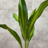 Кордилина д12 уценка фото 2 &mdash; Luxury Plants