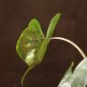 Алоказия Стингрей 40/12 фото 4 &mdash; Luxury Plants