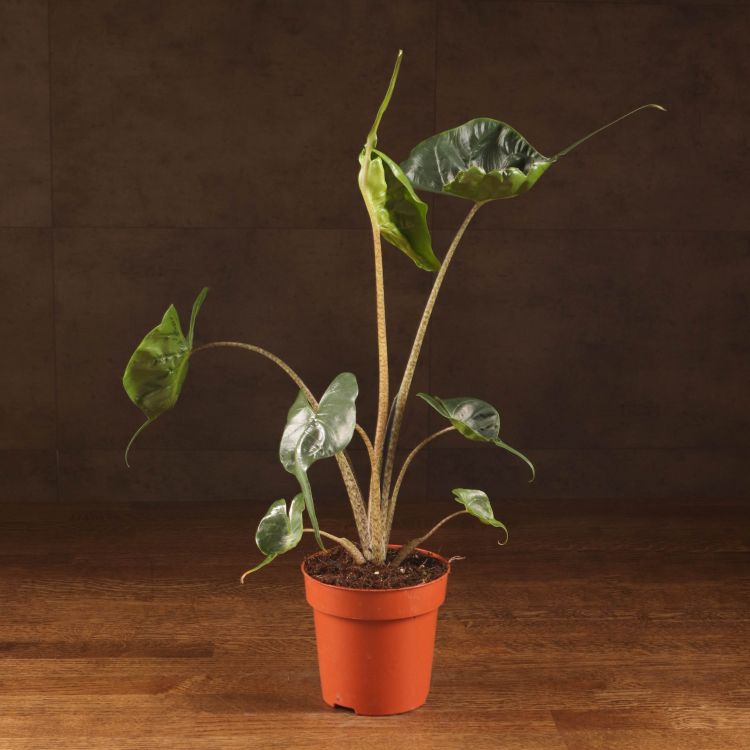 Алоказия Стингрей 40/12 фото 1 &mdash; Luxury Plants