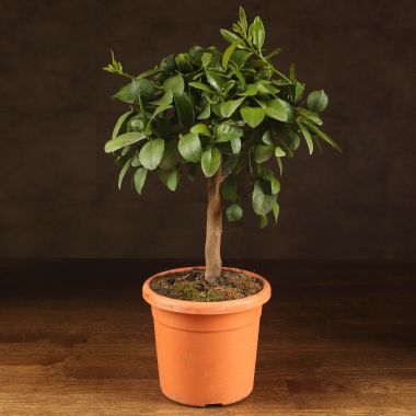 Цитрус Аурантифолия Лиметта Россо 40/15 &mdash; Luxury Plants