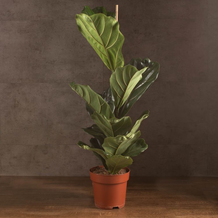 Фикус Лирата 95/21 фото 1 &mdash; Luxury Plants