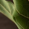 Фикус Лирата 95/21 фото 4 &mdash; Luxury Plants