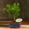Бонсай Мирт 35 см фото 1 &mdash; Luxury Plants