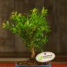 Бонсай Мирт 35 см фото 3 &mdash; Luxury Plants