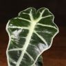 Алоказия Полли 30/10 фото 2 &mdash; Luxury Plants