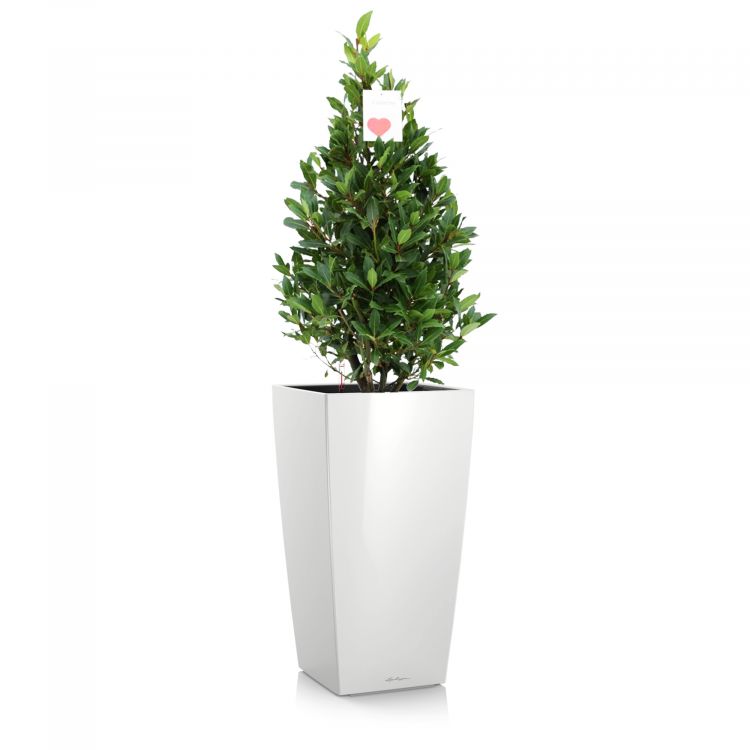 Лавр Пирамида в кашпо Lechuza Cubico 30 фото 1 &mdash; Luxury Plants
