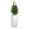 Лавр Пирамида в кашпо Lechuza Cubico 30 фото 1 &mdash; Luxury Plants
