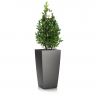 Лавр Пирамида в кашпо Lechuza Cubico 30 фото 2 &mdash; Luxury Plants