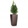 Лавр Пирамида в кашпо Lechuza Cubico 30 фото 3 &mdash; Luxury Plants