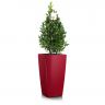 Лавр Пирамида в кашпо Lechuza Cubico 30 фото 4 &mdash; Luxury Plants