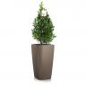 Лавр Пирамида в кашпо Lechuza Cubico 30 фото 6 &mdash; Luxury Plants