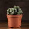 Миртиллокактус Геометрический Кристата д10 фото 2 &mdash; Luxury Plants