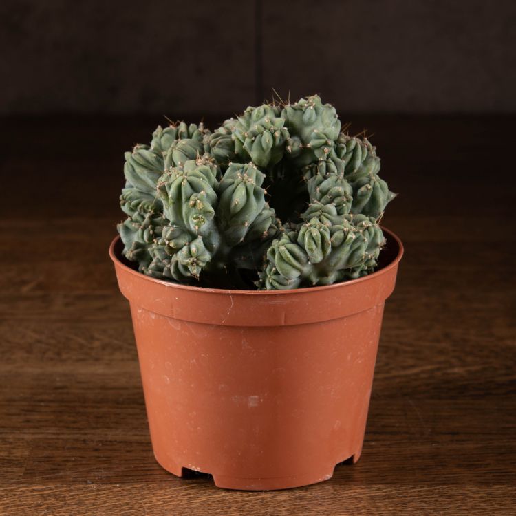 Миртиллокактус Геометрический Кристата д10 фото 1 &mdash; Luxury Plants