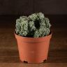 Миртиллокактус Геометрический Кристата д10 фото 1 &mdash; Luxury Plants