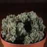 Миртиллокактус Геометрический Кристата д10 фото 3 &mdash; Luxury Plants