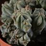 Миртиллокактус Геометрический Кристата д10 фото 4 &mdash; Luxury Plants