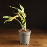 Калла желтая д12 уценка фото 1 &mdash; Luxury Plants