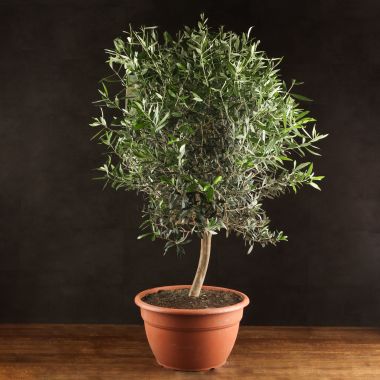Олива Европейская 120/42 &mdash; Luxury Plants