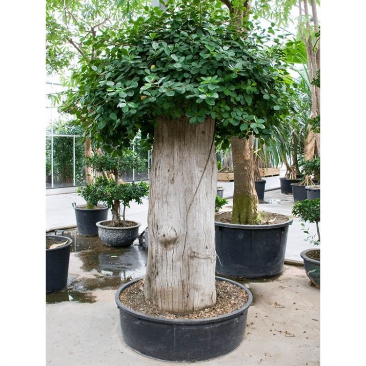 Фикус Микрокарпа Панда 270/96 фото 1 &mdash; Luxury Plants
