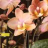 Орхидея Фаленопсис мультифлора Одорион ароматная 3 ст фото 3 &mdash; Luxury Plants