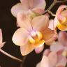 Орхидея Фаленопсис мультифлора Одорион ароматная 3 ст фото 1 &mdash; Luxury Plants