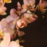 Орхидея Фаленопсис мультифлора Одорион ароматная 3 ст фото 4 &mdash; Luxury Plants
