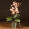 Орхидея Фаленопсис мультифлора Одорион ароматная 3 ст фото 2 &mdash; Luxury Plants