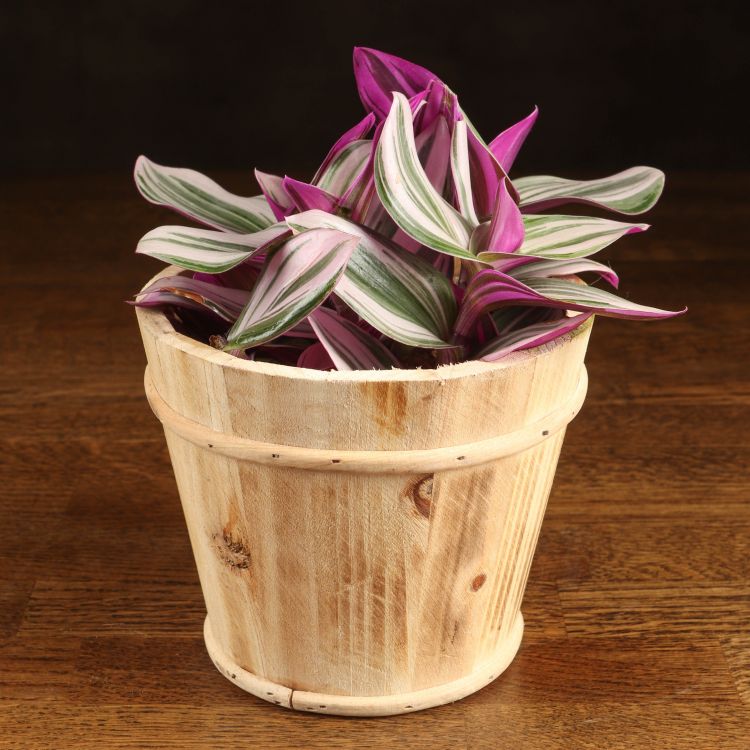 Традесканция Нанук в деревянном кашпо д13 фото 1 &mdash; Luxury Plants