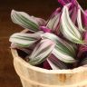 Традесканция Нанук в деревянном кашпо д13 фото 3 &mdash; Luxury Plants