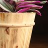 Традесканция Нанук в деревянном кашпо д13 фото 4 &mdash; Luxury Plants