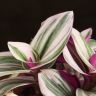 Традесканция Нанук в деревянном кашпо д13 фото 5 &mdash; Luxury Plants