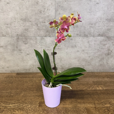 Орхидея Фаленопсис Bowdion D9 &mdash; Luxury Plants