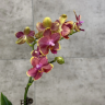 Орхидея Фаленопсис Bowdion D9 фото 2 &mdash; Luxury Plants