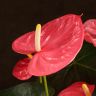 Антуриум Андрианум розовый D17 фото 2 &mdash; Luxury Plants