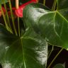 Антуриум Андрианум розовый D17 фото 3 &mdash; Luxury Plants